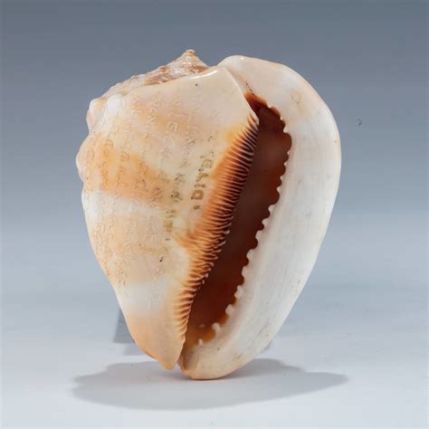 An Introduction to Mafic Conch Shell Identification Online